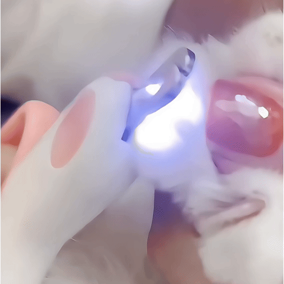 LED Nail Clipper for Pets β Safe & Easy Trimming